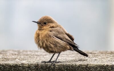 Influenza Aviaire